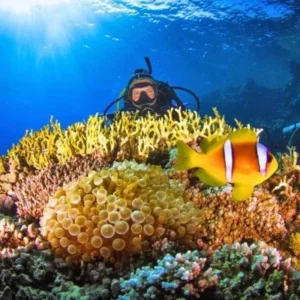 Diving In The Red Sea In Sharm El Sheikh