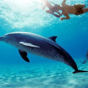 Dolphin House Snorkeling Trip By Boat in Hurghada