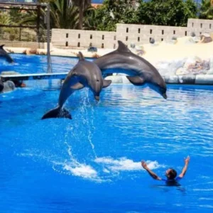 Dolphin Show & Swimming With Dolphin in Hurghada