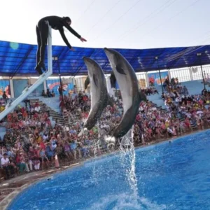 Dolphin Show Trip In Sharm El Sheikh